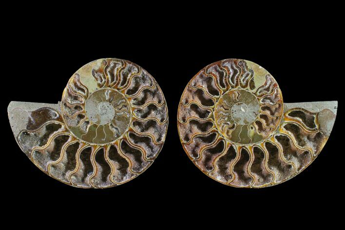 Agatized Ammonite Fossil - Crystal Filled Chambers #148023
